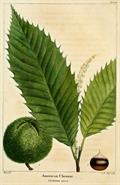 American chestnut 